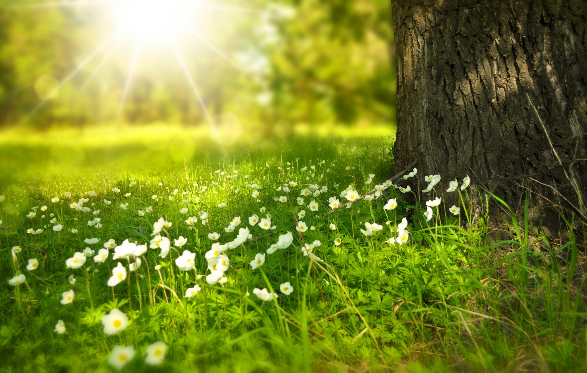 Hintergrund: Blumenwiese mit Sonne